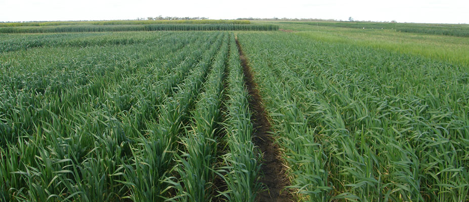 Online Farm Trials