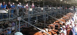Electronic National Vendor Declaration: Proof of Concept Trials for Victorian Livestock Industry