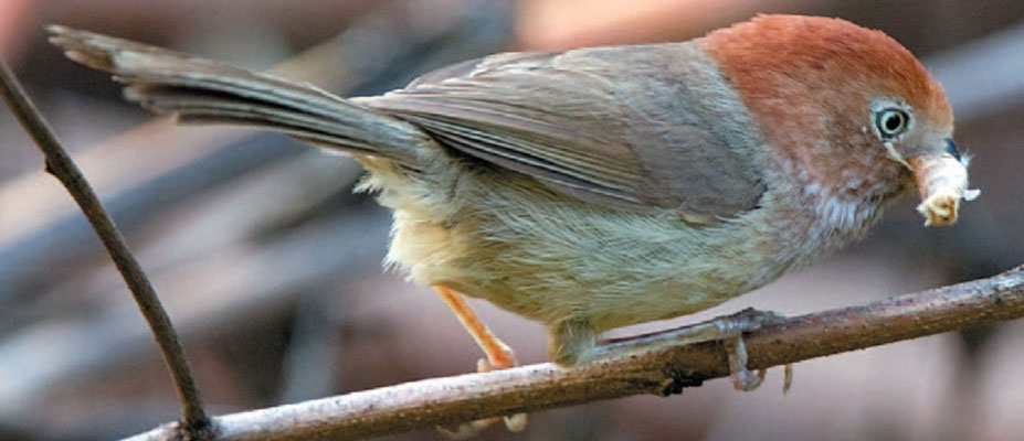 Wildlife Survey Open Data Collections banner