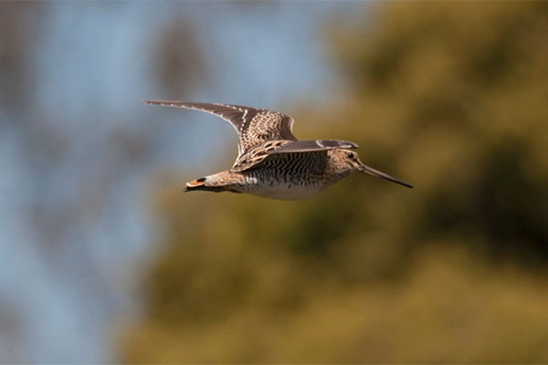 Tracking the migration of Latham's Snipe