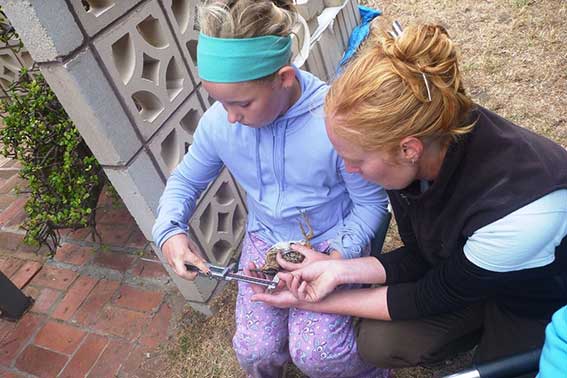 Project lead Dr Birgita Hansen helping Young Ranger Kelly Bateup to measure a snipe. Photo Lori Gould.