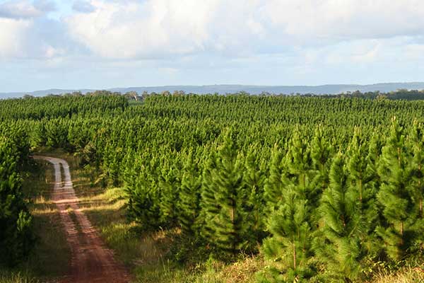 Southern Gippsland Agricultural Climate Resilience Project - Impact Research Study