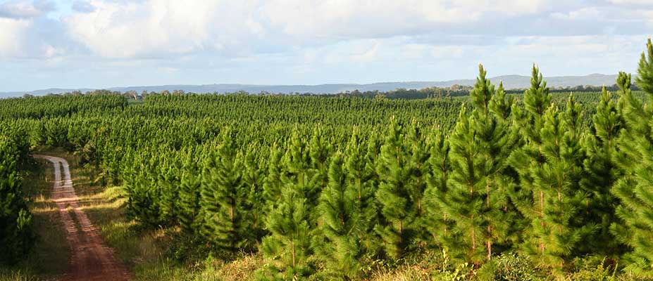 Southern Gippsland Agricultural Climate Resilience Project - Impact Research Study