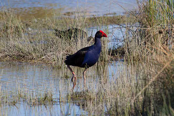 Visualising Victoria’s Biodiversity