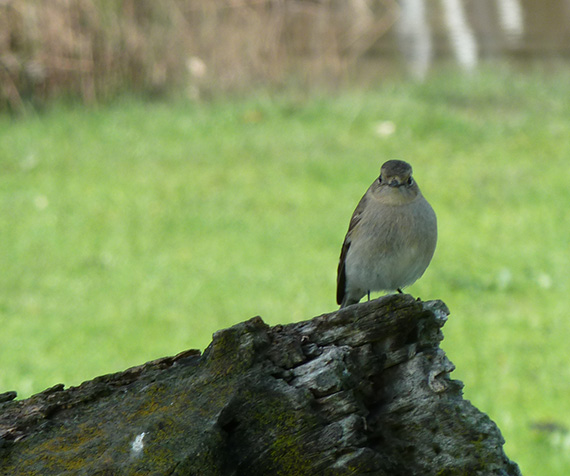 Birdlife in agricultural landscapes journal publication