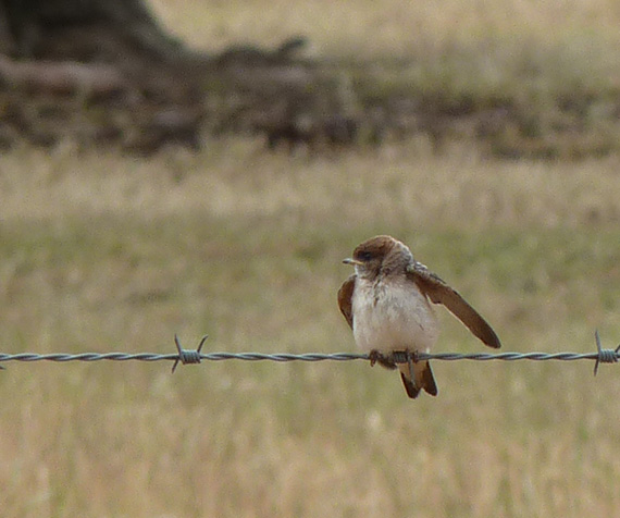 Birdlife in agricultural landscapes journal publication