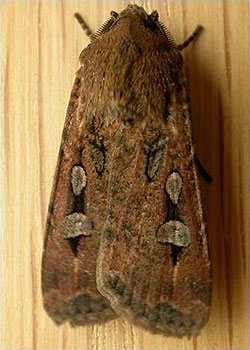 Bogong moth. Image: Donald Hobem