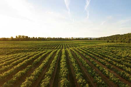 Developing a reliable, accurate and practical methodology to compare different lime types to better reflect their quality and reactiveness in soils