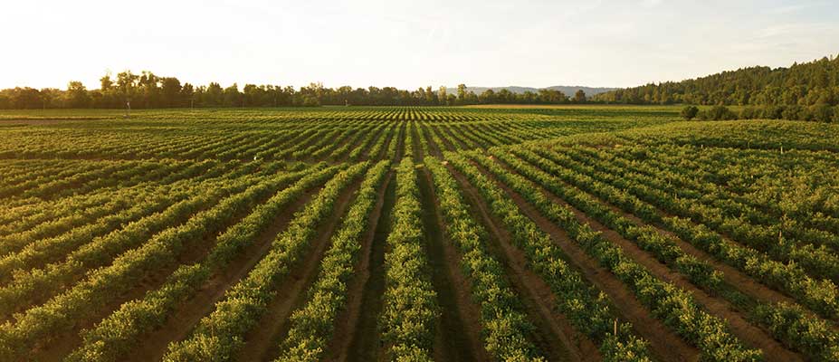 Developing new methods to help farmers make decisions on lime use and lime requirement