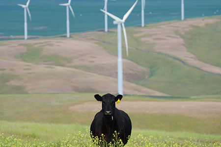 Climate Variability and Grazing