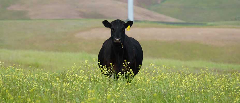 Climate Variability and Grazing