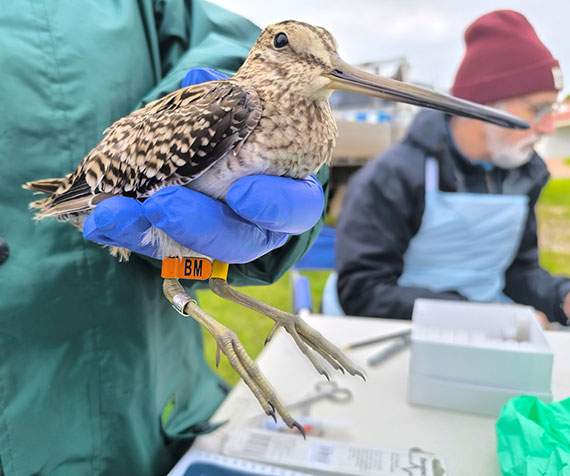 Impact of onshore renewable energy facilities on threatened birds