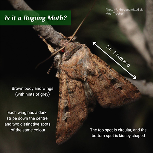 Is it a Bogong Moth? Photo - Andrej, Submitted via Moth Tracker