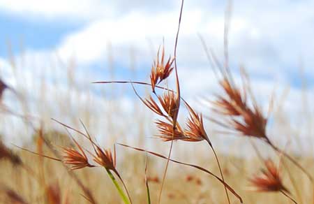 Kangaroo Grass, as a crop and to heal Country