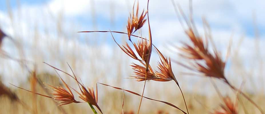 Kangaroo Grass, as a crop and to heal Country