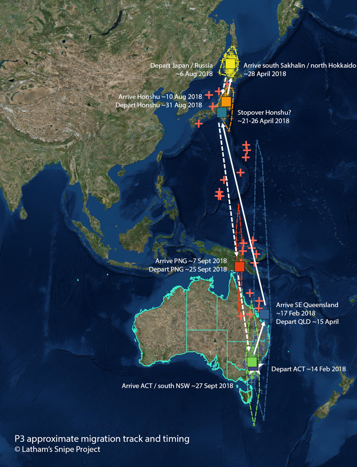 Geolocator migration track and timing