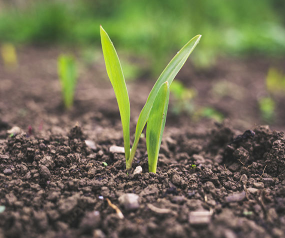 Managing and enabling soil data project