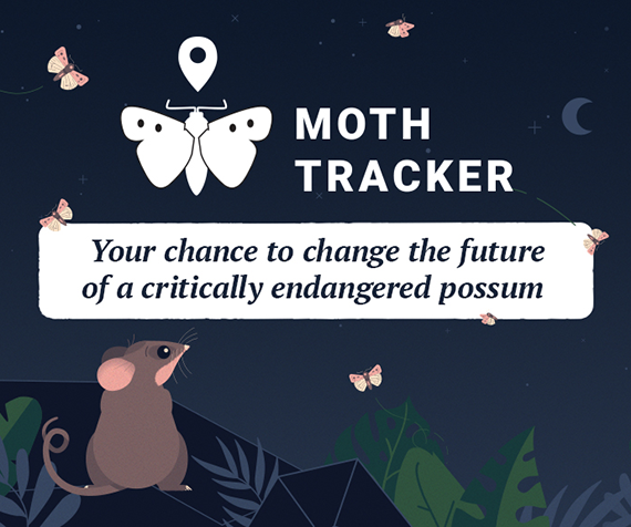 Harnessing citizen science to save the endangered Bogong Moth