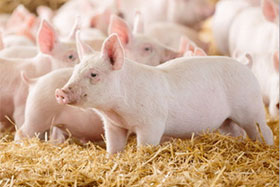 Piggery effluent – waste or valuable resource?
