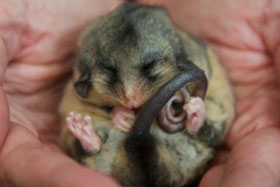 The mountain pygmy possum