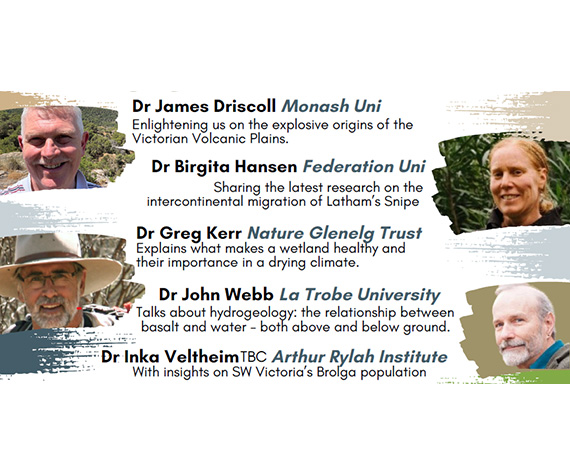 Showcasing citizen science contributions to the Latham's Snipe