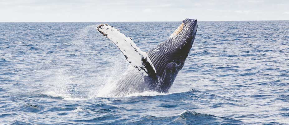 Southern Right Whale photo identification project