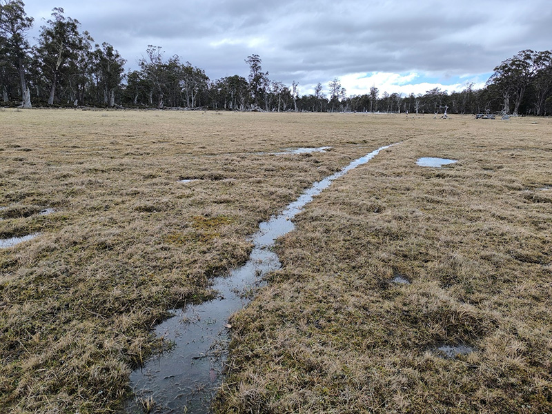 Tracking Latham&rsquo;s Snipe and the Tasmanian Land Conservancy