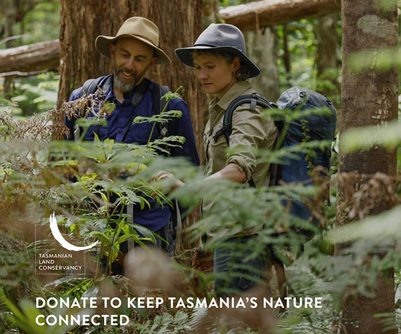 Tracking Latham's Snipe and the Tasmanian Land Conservancy