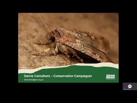 Tracking moths and lights off – involving community in conservation - Darcie Carruthers - Zoos Vic (3:00)