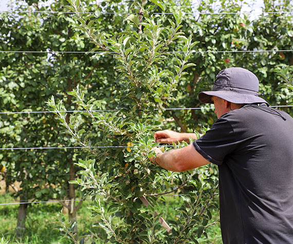 Vic Drought Hub horticulture project