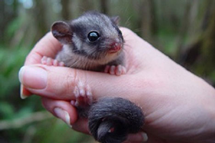 Leadbeater's Possum Interactive Map