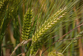 Enhancing frost tolerance for Australia’s grains and cropping industry