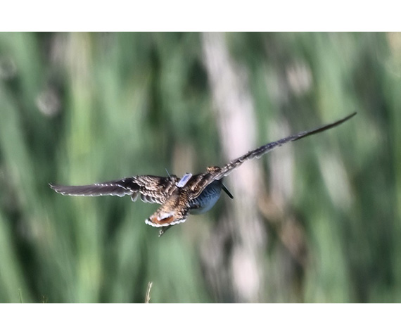 Funding success: Impact of threatened birds