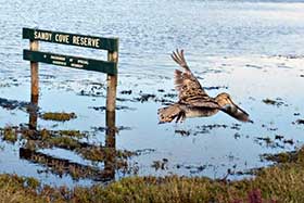 Latham’s Snipe in Port Fairy. Photo: Richard Chamberlain.