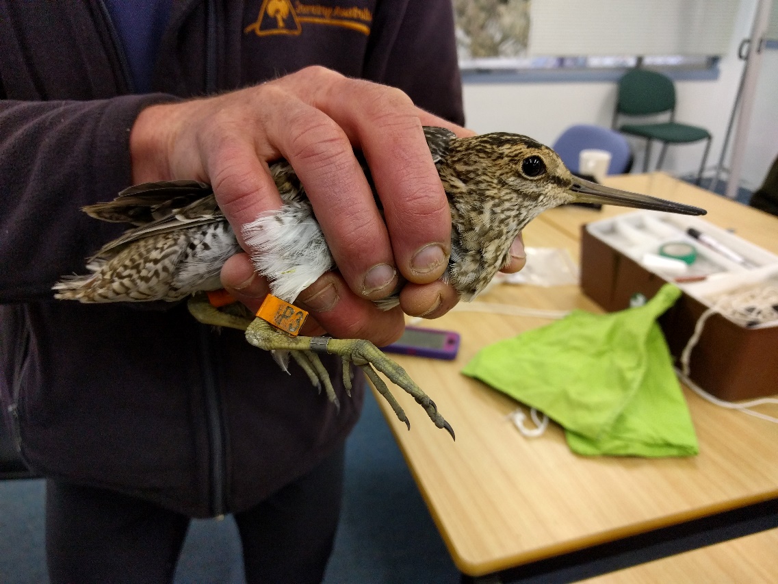 Latham’s Snipe (Gallinago hardwickii) carrying a geolocator