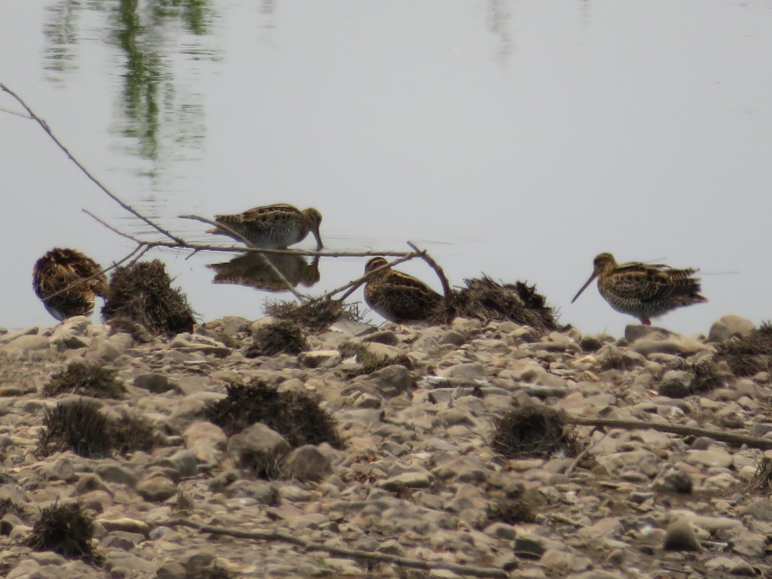 Tagged snipe 59 (far right) roosting with some other birds in Jerrabomberra creek, Canberra. Photograph courtesy of Christine Darwood