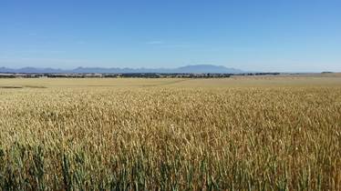 Field of wheat