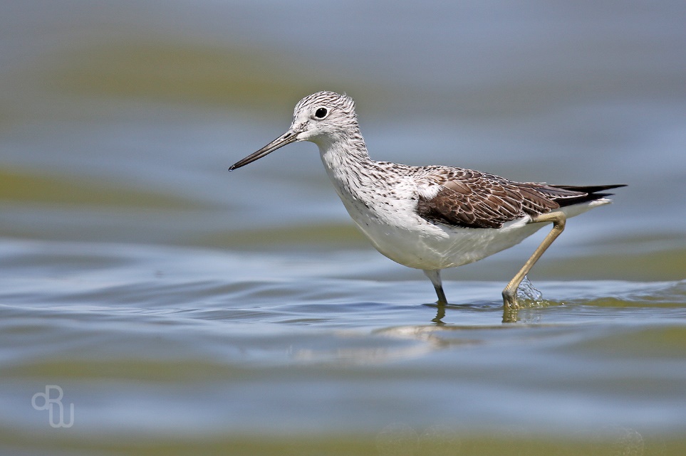 Recent research highlight on Ramsar wetlands