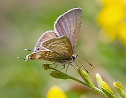 Statewide Flora and Fauna Teams Portal Relaunch