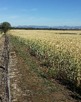 Farm Co-operatives and Collaboration Pilot Program and GRDC Panel for Expert Consultancy Services