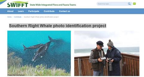 Whale sightings and photo identification