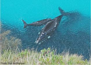 Southern Right Whales