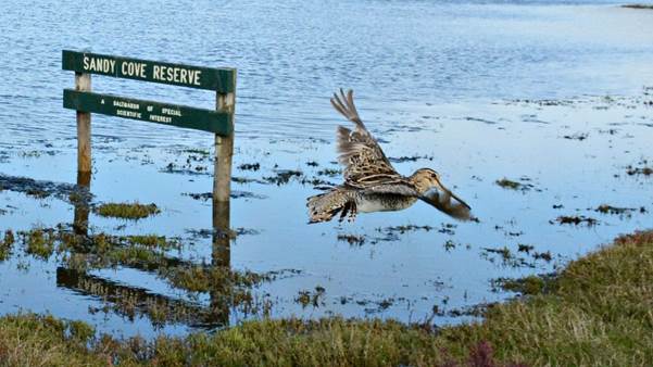 Latham’s Snipe in Port Fairy. Photo: Richard Chamberlain