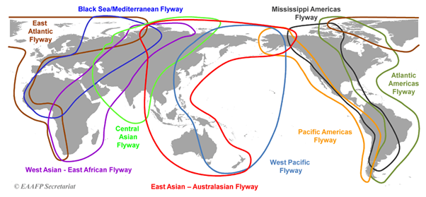 Figure showing the nine global flyways