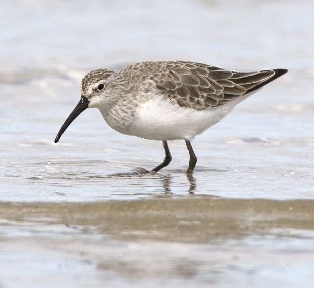 Photo of a Curlew Sandpiper at the Western Treatment Plant