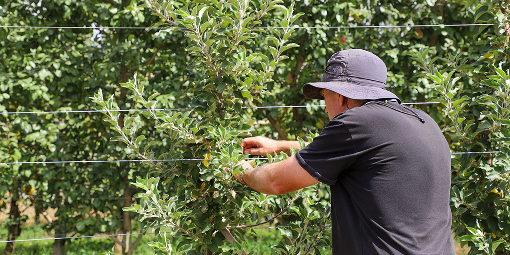 The Almond, summer-fruit and pear tree-survival signatures focus of $7.8m project