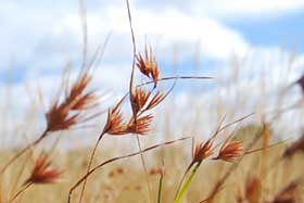 Kangaroo Grass, as a Crop and to Heal Country