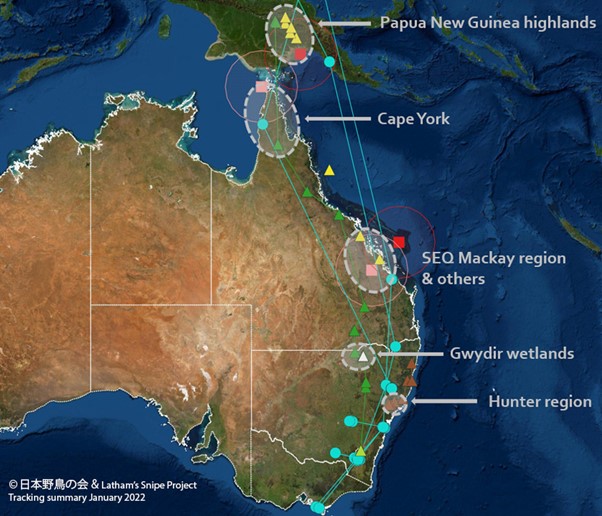 Latham's Snipe Tracking Summary 2022