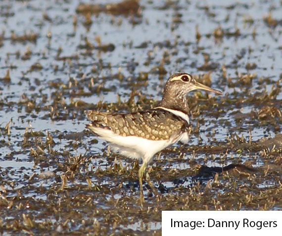 Tracking the endangered Australian Painted-snipe