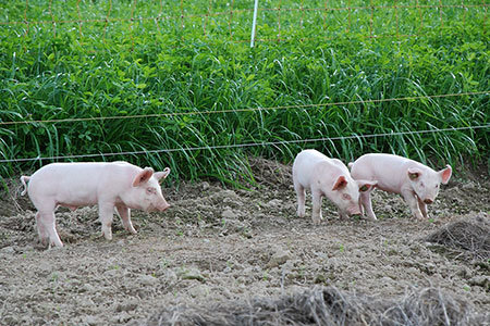 Piggery effluent - waste or valuable resource?